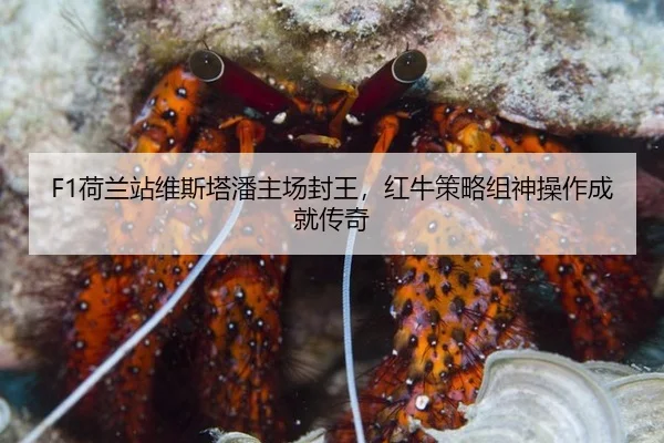 he-lan-zhan-wei-si-ta-pan-zhu-chang-feng-wang-hong-niu-ce-lve-zu-shen-cao-zuo-cheng-jiu-chuan-qi-3-978.jpg